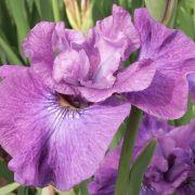 Iris sibirica 'Rosy Bows'